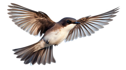 Sand Martin Bird on Transparent Background PNG, Photo Realistic, Wallpaper, Cover and Screen for Smartphone, PC, Laptop, Transparent PNG