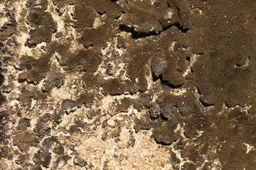 abstract natural background of moss and mushrooms on walls and trees