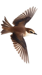 Obraz premium Sand Martin Bird on Transparent Background PNG, Photo Realistic, Wallpaper, Cover and Screen for Smartphone, PC, Laptop, Transparent PNG