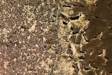 abstract natural background of moss and mushrooms on walls and trees