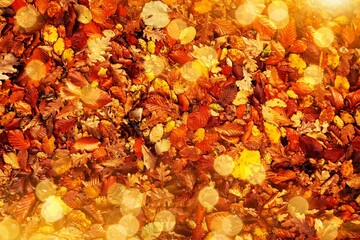 A welcome sign letters on colorful autumn leaves background