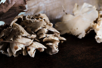 fresh oyster mushrooms on dark background , dry leaves, natural decoration, ready to cook, from the forest or mushroom farm