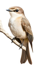Fototapeta premium Sand Martin Bird on Transparent Background PNG, Photo Realistic, Wallpaper, Cover and Screen for Smartphone, PC, Laptop, Transparent PNG