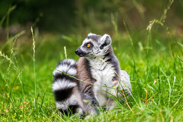 Full body of ring-tailed lemur catta on the green meadow