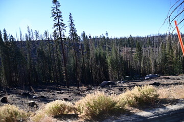 pine forest in the mountains