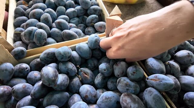 A Caucasian woman's hand selects ripe plums from a market stall, symbolizing harvest season and fresh produce