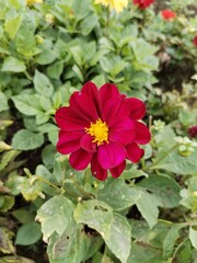 Fototapeta premium red dahlia flower