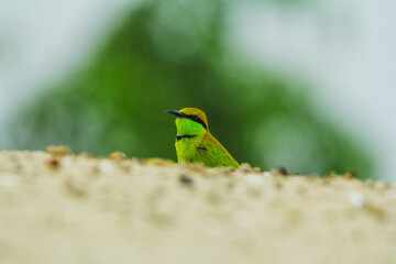bird of paradise