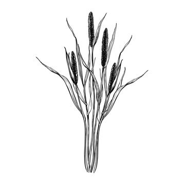 Timothy grass composition. Hand drawn vector illustration. Sketch in line art style painted by black inks For clip art, cards