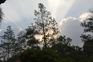Obraz premium Serene view of the sky with clouds and pine trees framing the scene