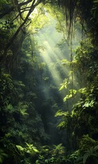 Fototapeta premium Sunlight beams through dense, lush jungle.