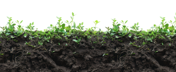 PNG Soil plants agriculture nature.