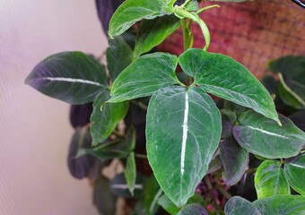 Beautiful velvety leaves of Syngonium Wendlandii, a popular tropical houseplant