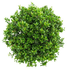 Obraz premium PNG Lush green topiary plant
