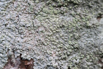 abstract natural background of moss and mushrooms on walls and trees