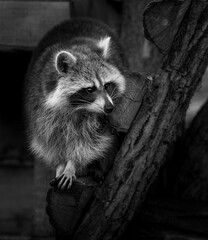 Racoon
