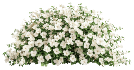 PNG White Flower bush in wedding flowers petals white flowers.