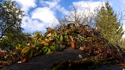 Obraz premium A pile of colorful leaves is on the ground with trees behind