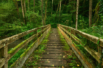 Wooden bridge in green forest over river