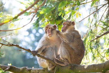 Barbary macaque ape, rhesus monkey, wildlife of North Africa, habitat jungle, couple rainforest