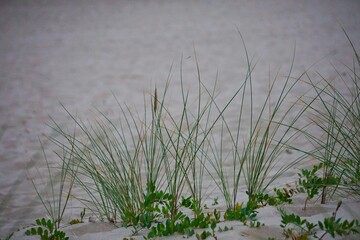 Plaża i wysoka trawa © Adam