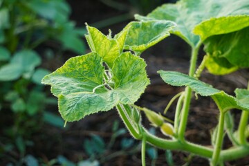 Liście cukinii