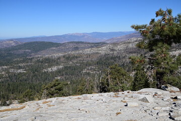 pine tree in the mountains