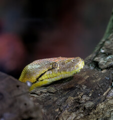 snake in the grass