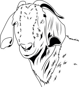 recommend clip art: Boer Goat Vector File, Goat Face Vector,Farm Vector 