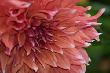 Closeup flower pink 1 