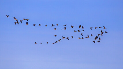 Obraz premium Large flock of geese flying on the blue sky. Greater white-fronted goose (Anser albifrons) and Taiga bean goose (Anser fabalis).