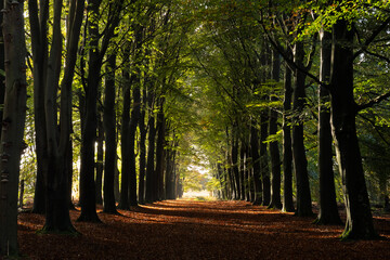 Long, straight path through a Beech forest, trees in autumn colours