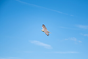 Gyrfalcon, wildlife, raptor bird of prey flying, habitat, forest and meadow landscape, Falco rusticolus
