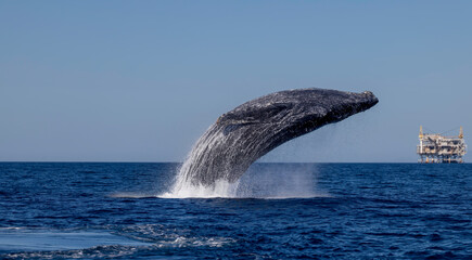 Fototapeta premium humpback whale in the sea, humpback jumping, humpback breaching , Oxnard, California 