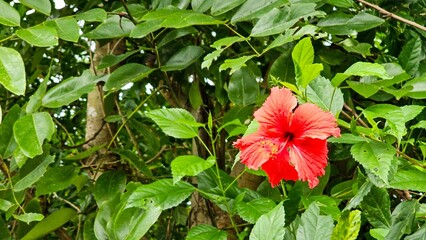 Vibrant red hibiscus amidst green leaves