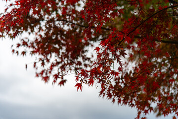 紅葉