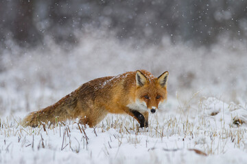 Lis rudy, lis pospolity, Vulpes vulpes, zimą w padającym śniegu © Michal Przystas
