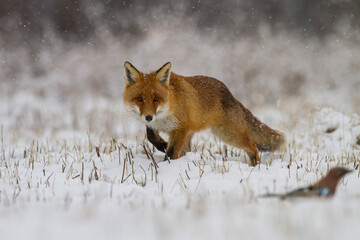 Lis rudy, lis pospolity, Vulpes vulpes, zimą w padającym śniegu © Michal Przystas