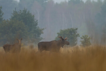 Łoś, Alces alces, moose © Michal Przystas