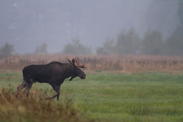 Łoś, Alces alces, moose © Michal Przystas