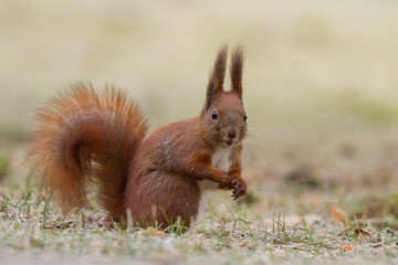 Wiewiórka pospolita (Sciurus vulgaris)