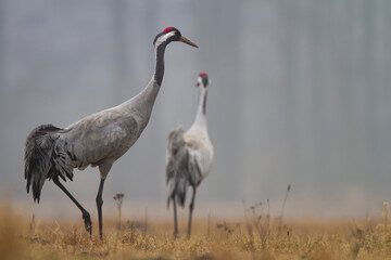 Żuraw, żuraw popielaty, żuraw szary, Grus grus © Michal Przystas