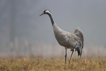 Żuraw, żuraw popielaty, żuraw szary, Grus grus © Michal Przystas