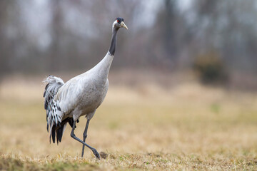 Żuraw, żuraw popielaty, żuraw szary, Grus grus © Michal Przystas