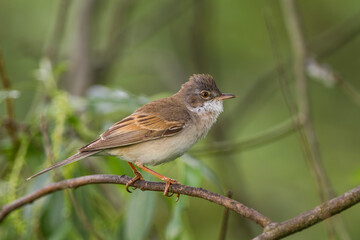 Cierni&oacute;wka, pokrzewka cierni&oacute;wka (Curruca communis)