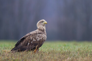 Bielik, orzeł bielik, birkut (Haliaeetus albicilla) © Michal Przystas