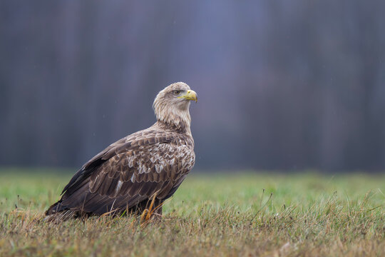 Bielik, orzeł bielik, birkut (Haliaeetus albicilla)