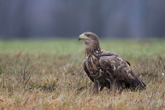 Bielik, orzeł bielik, birkut (Haliaeetus albicilla)