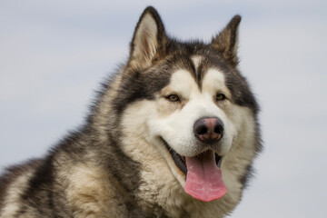 Alaskan malamute