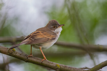 Cierniówka, pokrzewka cierniówka (Curruca communis)